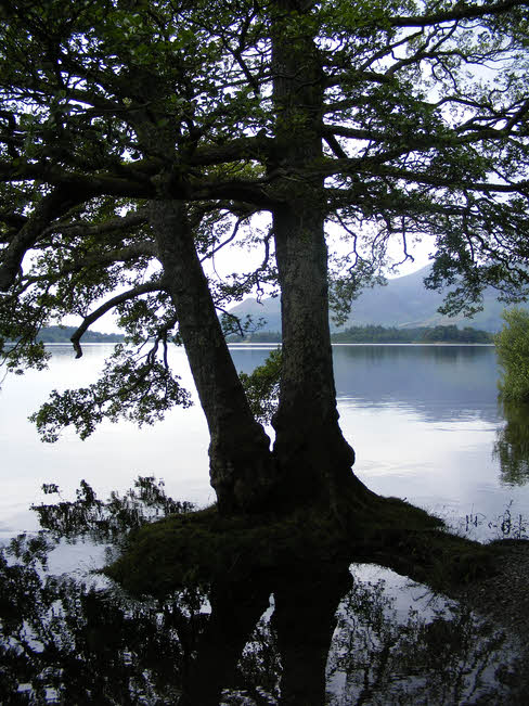 Trees on Derwent Water 