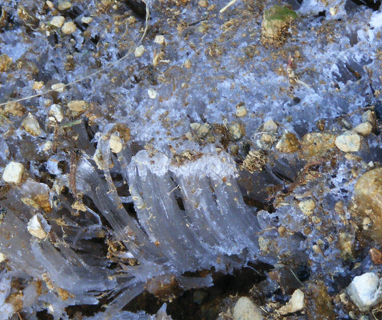 Needle Ice